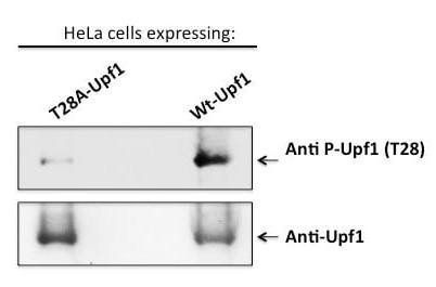 Upf1/Rent1 (pThr28) Antibody