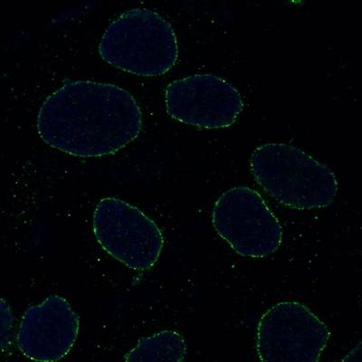 Lamin A/C Antibody (FITC)