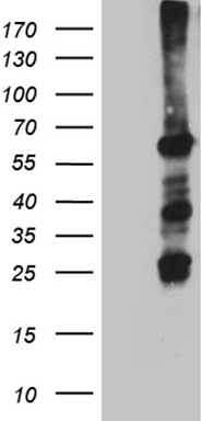 IRF3 Antibody