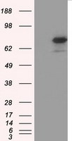 IRF3 Antibody