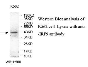 IRF9 Rabbit Polyclonal Antibody