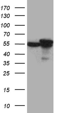 IRS1 Antibody