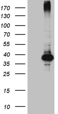 IRS1 Antibody