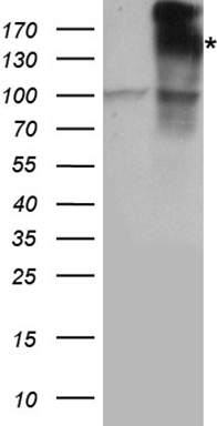 IRS2 Antibody