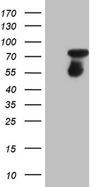 ISCU Antibody
