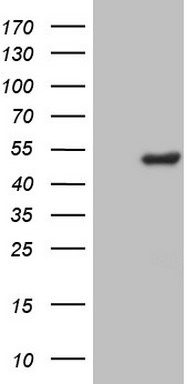 ISCU Antibody