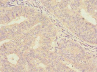 ISCU Antibody