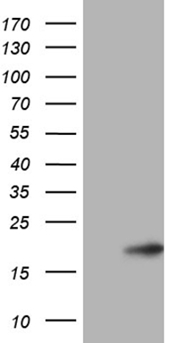 ISG15 Antibody