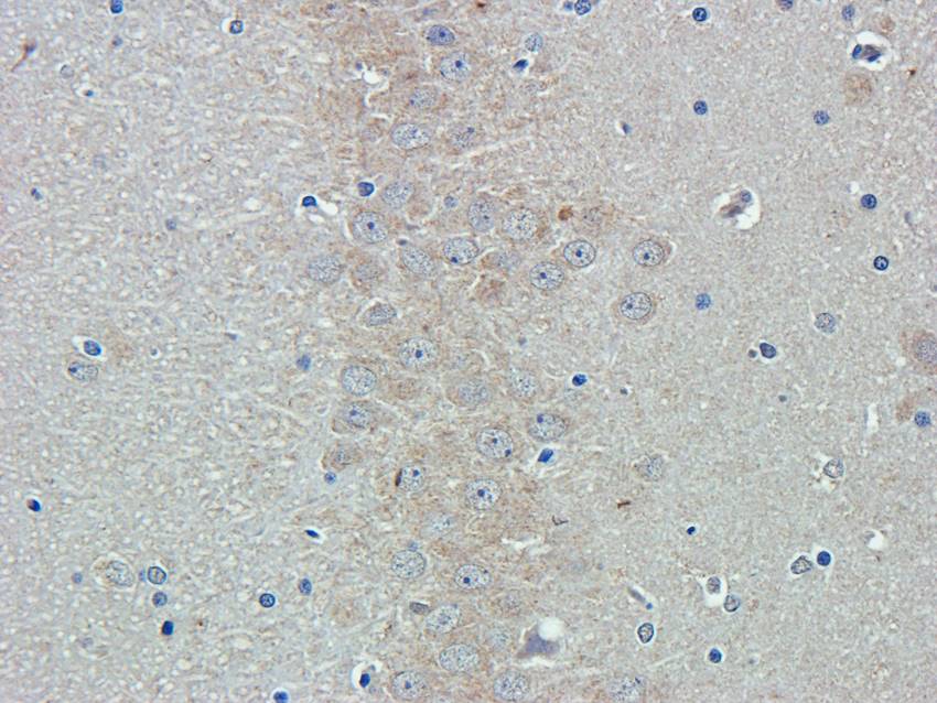 ISG15 Rabbit Polyclonal Antibody