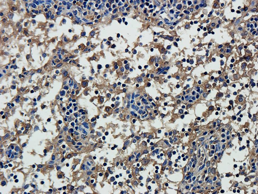 ISG15 Rabbit Polyclonal Antibody