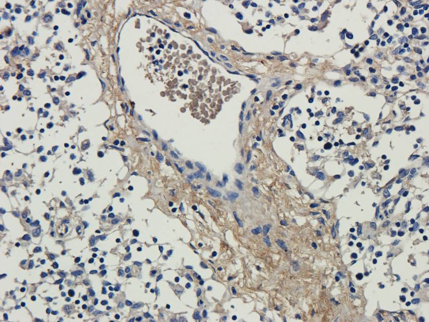 ISG15 Rabbit Polyclonal Antibody