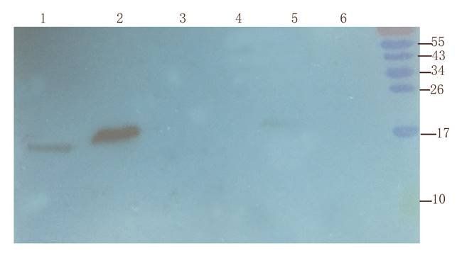 ISG15 Rabbit Polyclonal Antibody