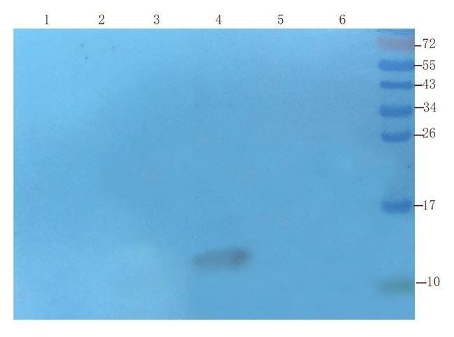 ISG15 Rabbit Polyclonal Antibody