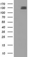 IDH1 Antibody
