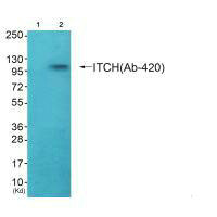 ITCH Antibody