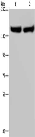 ITGA2B Antibody