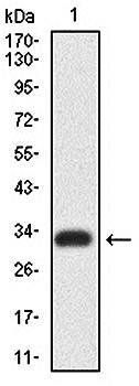 ITGA4 Antibody