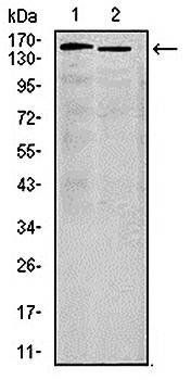 ITGA4 Antibody