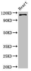 ITGA5 Antibody