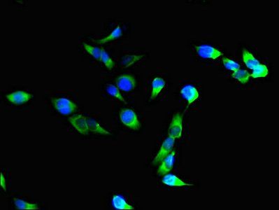 ITGAM Antibody