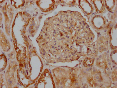 ITGAV Antibody