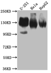 ITGAV Antibody