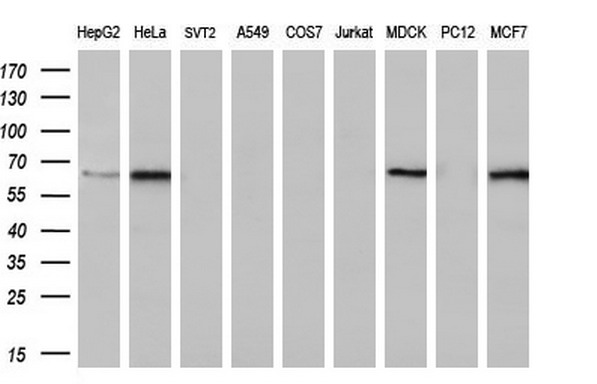 NMRK2 Antibody