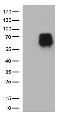 ITM2A Antibody