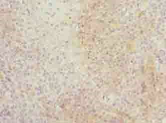 ITM2A Antibody
