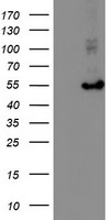 ITM2B Antibody
