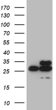 ITPK1 Antibody