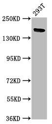 ITSN1 Antibody