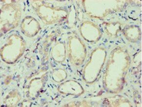 IZUMO4 Antibody