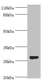 IZUMO4 Antibody