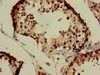 IZUMO1 Antibody