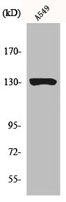 JAK1 Antibody