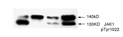 JAK1(Phospho-Tyr1034) Antibody
