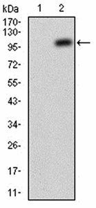 JAK2 Antibody