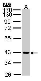 JAM-B Rabbit Polyclonal Antibody