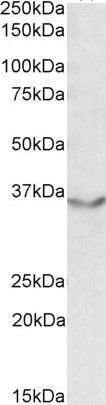 JAM2/JAMB/CD322 Antibody