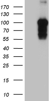 MAPK8IP1 Antibody