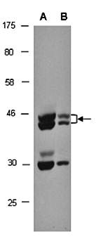 JMJD6 (N) Antibody, Rabbit Polyclonal