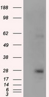 JNK1 Antibody