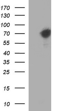 MAPK9 Antibody