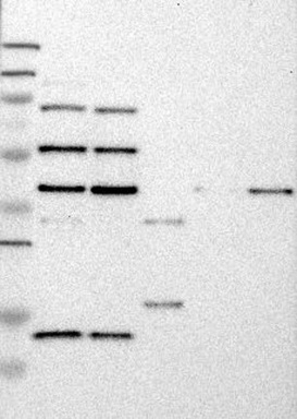 JNK2 Antibody