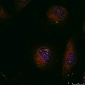 JUN Antibody