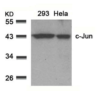 JUN Antibody