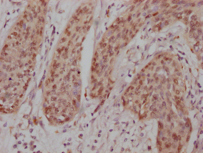 JUN Antibody