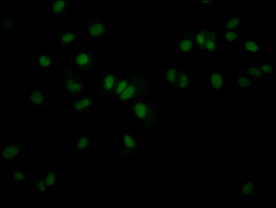 JUNB Antibody