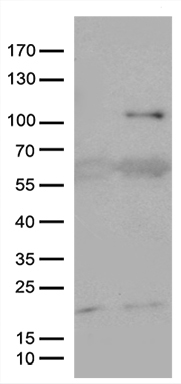 KAL1 Antibody